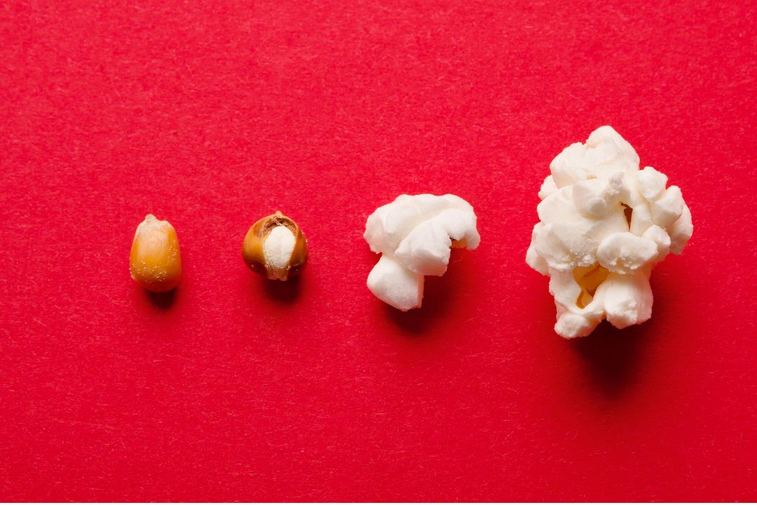 maïs pour pop-corn