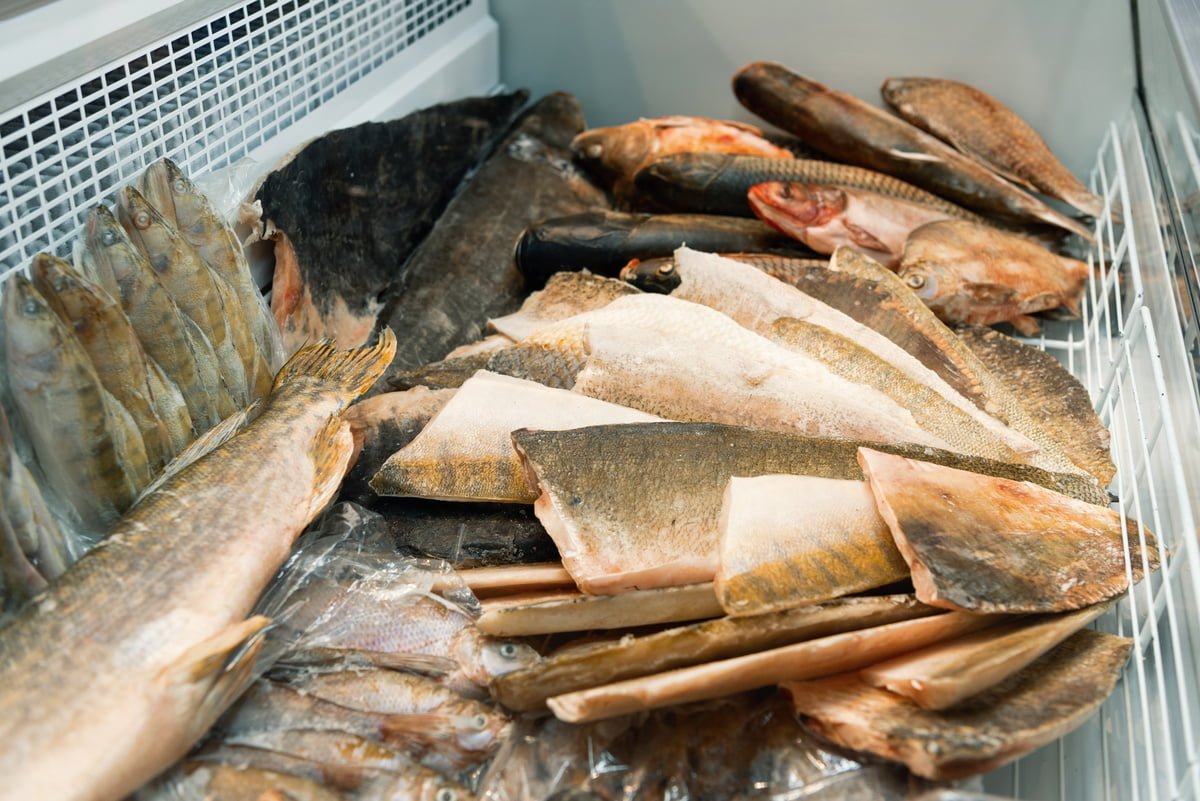 congelateur-a-poisson